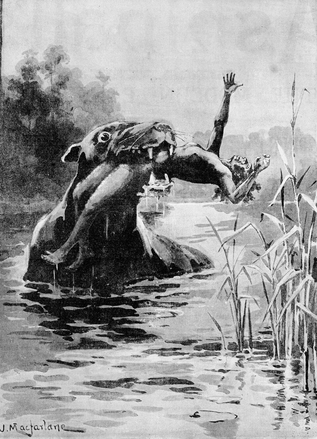 Le Bunyip