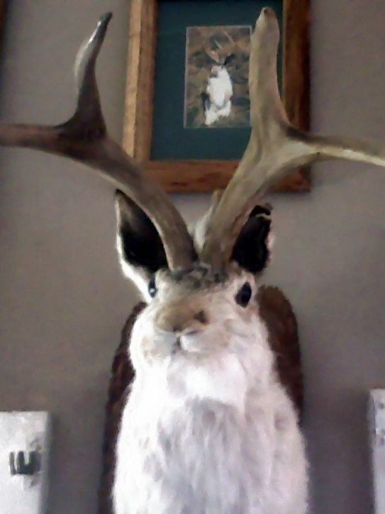 Le Jackalope